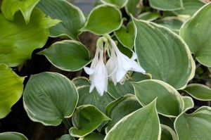 Hosta „Bob Deane” - funkia