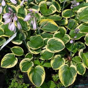Hosta „Lakeside Legal Tender” - funkia
