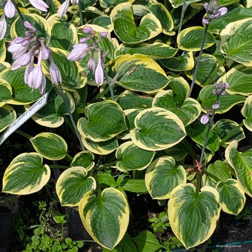 Hosta „Lakeside Legal Tender”, fot. AS