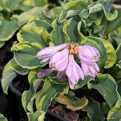 Hosta „School Mouse”, fot. AS