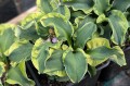 Hosta „School Mouse”, fot. AS