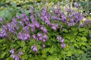 Hosta „Devon Red” - funkia