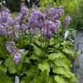 Hosta „Devon Red”, fot. AS