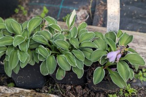 Hosta „Mouse Aquarel” - funkia
