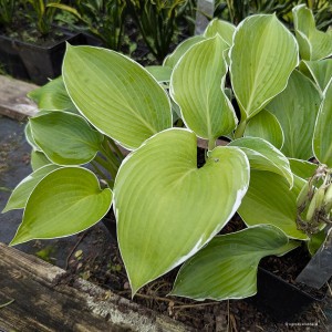 Hosta „Handsome Devil” - funkia