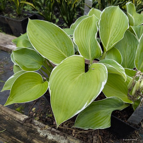 Hosta „Handsome Devil”, fot. AS