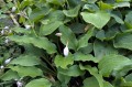 Hosta „Deep Sea Dive”, fot. AS