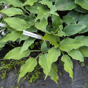 Hosta „Deep Sea Dive” - funkia
