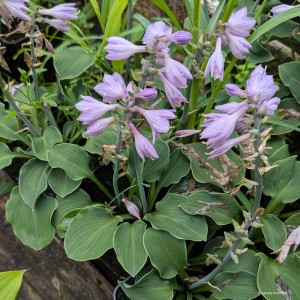 Hosta „Danish Mouse” - funkia