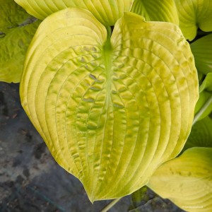Hosta „Golden Gate” - funkia