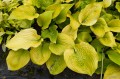 Hosta „Golden Gate”, fot. AS