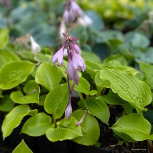 Hosta „Celtic Bouquet” - funkia