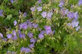 Geranium pratense, fot. AS