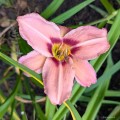 Hemerocallis „Piast”, fot. AS