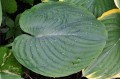 Hosta "Amos" - liść
