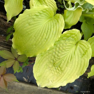 Hosta „Dahlonega” - funkia