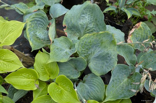 Hosta „Celestial Sea Glass”, fot. AS