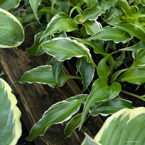 Hosta „Frosted Raspberry” - funkia