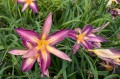 Hemerocallis „Dutch Star”, fot. AS