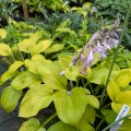 Hosta „Ki Ren Jyaku”, fot. AS