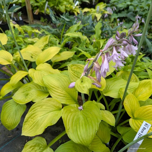 Hosta „Ki Ren Jyaku”, fot. AS