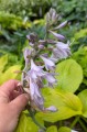 Hosta „Ki Ren Jyaku”, fot. AS