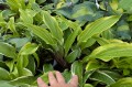 Hosta "Grateful Red", fot. AS