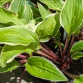 Hosta "Grateful Red", fot. AS