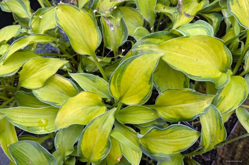 Hosta "Goldrush", fot. AS