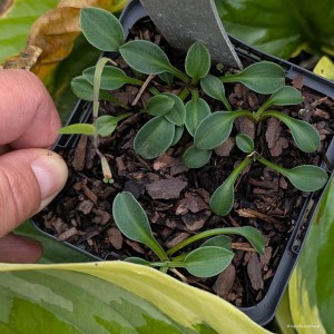 Hosta „Fingernails” - funkia