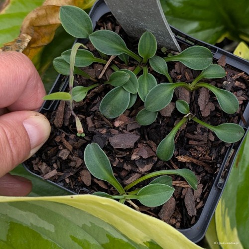 Hosta "Fingernails", fot. AS