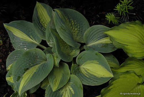 Hosta „Chain Lightning”
