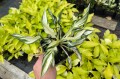 Hosta "Fireworks", fot. AS