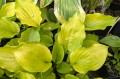 Hosta "Fluff and Puff", fot. AS