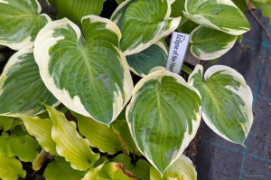 Hosta „Eclipse of the Heart” - funkia