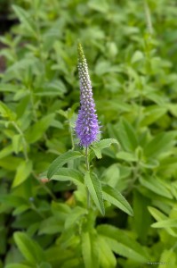 Veronica spicata - przetacznik kłosowy