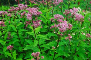 Eupatorium purpureum "Atropurpureum" - sadziec plamisty 