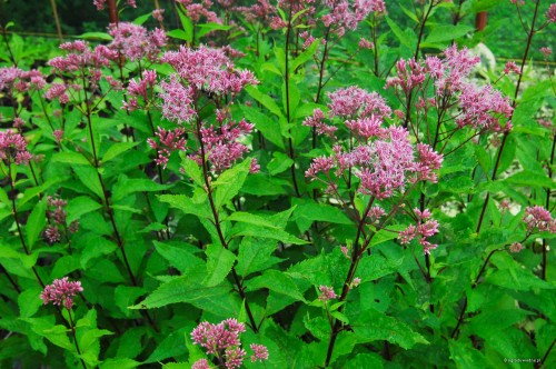 Eupatorium purpureum "Atropurpureum"