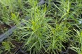 Amsonia hubrichtii