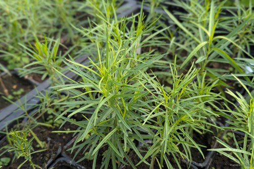 Amsonia hubrichtii