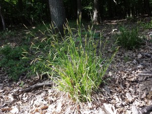 Carex sylvatica - turzyca leśna