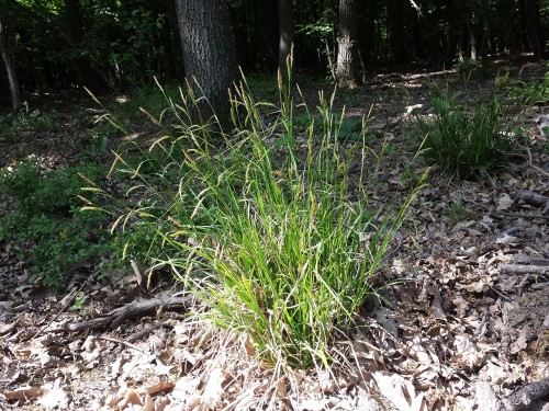 Carex sylvatica, fot. Stefan.lefnaer - Praca własna, CC BY-SA 4.0, <a href="https://commons.wikimedia.org/w/index.php?curid=98758055">https://commons.wikimedia.org/w/index.php?curid=98758055</a>