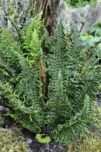 Dryopteris affinis "Crispa Congesta", fot. ER