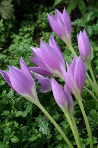 Colchicum speciosum - zimowit okazały