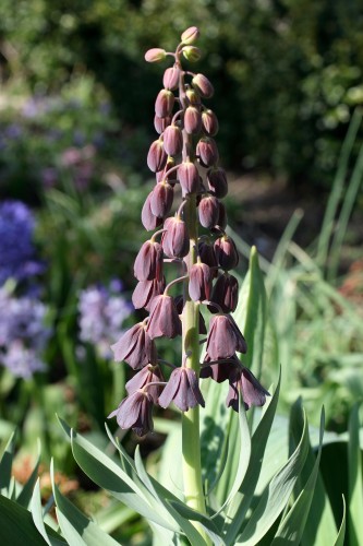 Fritillari persica, fot. ER
