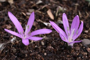 Colchicum atticum, syn. Merendra attica