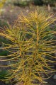 Amsonia hubrichtii, fot. ER