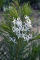 Amsonia hubrichtii, fot. ER