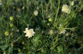 Scabiosa ochroleuca, fot. AS
