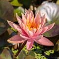 Nymphaea „Prakaisad”, fot. AS